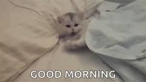 Kitty Good Morning Gif Kitty Good Morning Kitten Discover Share Gifs