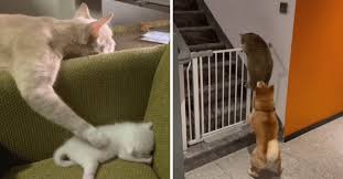 Check spelling or type a new query. I Can Has Cheezburger Cat Videos Funny Animals Online Cheezburger