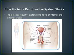 The functioning is in accordance with psychological and endocrinological thresholds. The Male Reproductive System Ppt Video Online Download