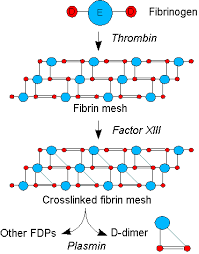 D Dimer Wikipedia