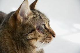 Ringworm and malassezia dermatitis can also cause cat dandruff and may lead to hair loss. Cat Hair Loss Around The Eyes