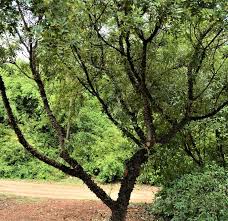Image result for Zanthoxylum lindense