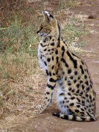 pin na doske reference animals