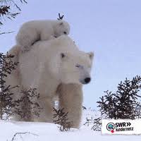 Grizz, panda, and ice bear all in one! Polar Bears Gifs Get The Best Gif On Giphy