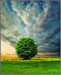 Maybe you would like to learn more about one of these? 50 Beautiful Examples Of Tree Photography The Jotform Blog