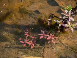 Image result for Pogostemon aquaticus