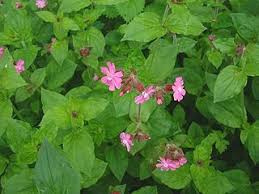 Image result for Silene kiwuensis