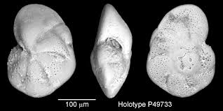 Image result for Oncocalyx bolusii