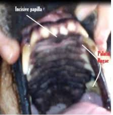 Most minor oral injuries tend to heal on their own after a few days. What S That Bump On The Roof Of My Dog S Mouth Pethelpful