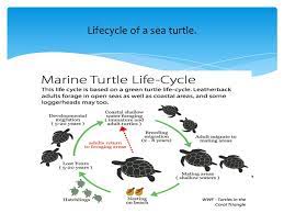 Biological Science This Is A Hawksbill Sea Turtle Sea Turtles Ppt Download