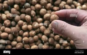 Image result for Vigna subterranea