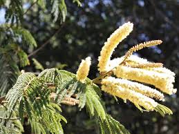 Image result for Acacia amythethophylla