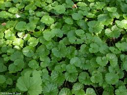 Image result for Glechoma