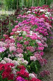 Pin On The Garden