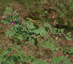 Image result for Tephrosia aequilata
