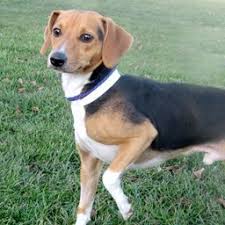 Black And Tan Dachshund Beagle Mix Doxle Beagle Dachshund Mix Dachshund Mix Beagle Mix Dachshund
