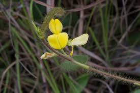 Image result for Eriosema pumilum