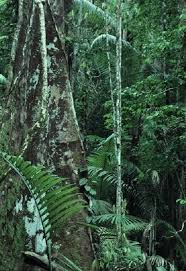 Amazon Rainforest Amazon Rainforest Rainforest Ancient Forest