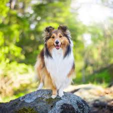 Check spelling or type a new query. Shetland Sheepdog Tiere