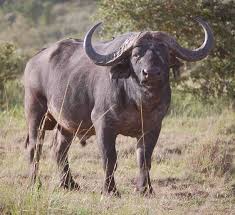The World S Most Dangerous Animals Top 10 Deadliest Animals Deadly Animals African Animals Photography Africa Wildlife