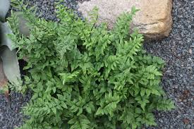 Image result for Cheilanthes viridis