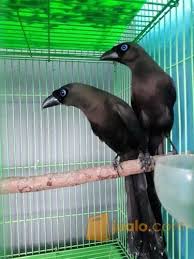 Video kali ini saya sedang memikat burung murai. 400 Gambar Burung Murai Irian Paling Baru Infobaru