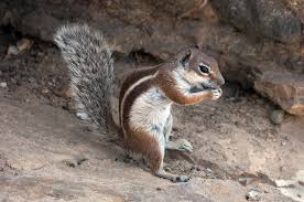Maybe you would like to learn more about one of these? Barbary Ground Squirrel Wikipedia