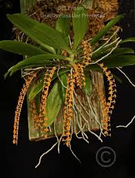 Image result for Chamaeangis