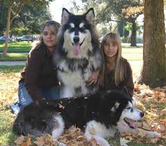 Caspian welcome to brown's big babies home of the majestic alaskan malamutes. 16 Hunde Alaskan Malamute Ideen Hunde Tiere Riesige Hunde