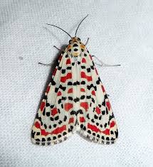 Black And White Spotted Caterpillar With Red Head Red White Black Spotted Moth Moth Beautiful Bugs Bugs And Insects