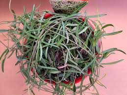 Image result for Ceropegia gracilior