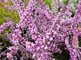 Image result for Calluna vulgaris