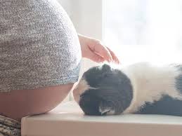 Una Mujer Se Entera De Que Esta Embarazada Gracias A Su Gato Mi Bebe Y Yo