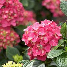 Known For Their Beautiful Blooms And Leafy Foliage Hydrangeas Are The Epitome Of Summer Hydrangea Varieties Hydrangea Flower Hydrangea Shade