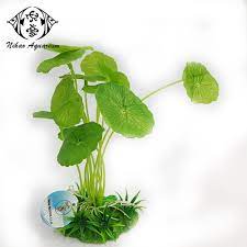 They look super realistic in your fish tank. Wholesale Aquarium Fish Tank Water Grass Fake Aquatic Plants Artificial Float Grass For Tank Buy Fake Grass For Crafts Artificial Grass For Fish Tank Artificial Ornamental Plants Product On Alibaba Com