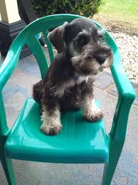 Black And Silver Miniature Schnauzer For Sale Miniature Schnauzer Male 8 Weeks Black Silver Schnauzer Miniature Schnauzer Schnauzer Puppy