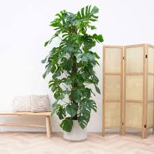 Image result for Monstera