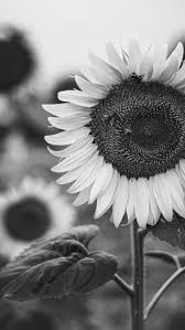 Check out this fantastic collection of white sunflower wallpapers, with 23 white sunflower background images for your desktop, phone or tablet. Sunflower Black And White Sunflower Black And White White Sunflowers Black And White Landscape