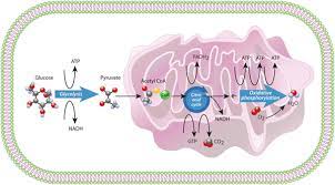 Water can easily move through most cell membranes. Cell Energy Cell Functions Learn Science At Scitable