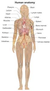The central part of the living body. File Female Shadow Anatomy Png Wikimedia Commons
