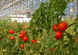 GREENHOUSE VEGETABLES ile ilgili görsel sonucu