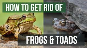 We did not find results for: How To Get Rid Of Frogs Toads 4 Easy Steps Youtube