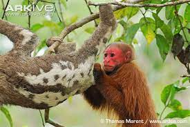 Bald Headed Uakari Photo Cacajao Calvus G111640 Arkive Bald Heads Uakari Going Bald