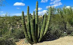 Desert cactus plants (cactaceae spp.) have adapted to live in hot conditions with very little water. 25 Desert Plants With Pictures And Names