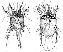 Image result for what do otodectes cynotis look like in dog fur