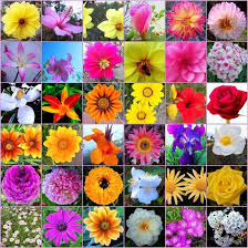 A beautiful collection of decorative floral and leaf patterns for thread crochet. Below We Have Listed 100 Different Types Of Flowers And Their Names Which Florists Often Use To Bach Flowers Bach Flower Remedies Different Types Of Flowers
