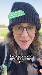 Understanding Oak Galls: Nature's Tiny Nurseries