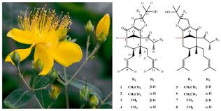 Image result for Hypericum peplidifolium