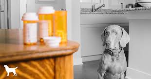 Benadryl is an antihistamine and is used to treat sneezing, runny nose, itching and other allergies. Apoquel Vet Says Beware The Side Effects Dogs Naturally