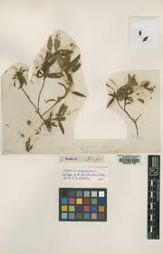 Image result for Hypericum peplidifolium